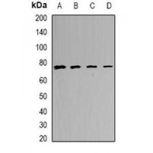 LifeSab™ CALCOCO1 Rabbit pAb (50 µl)