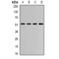 LifeSab™ JMJD4 Rabbit pAb (50 µl)