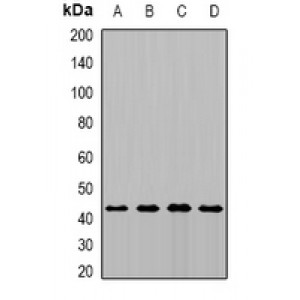 LifeSab™ MTCH1 Rabbit pAb (50 µl)