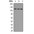 LifeSab™ LLGL2 Rabbit pAb (50 µl)