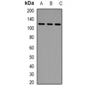 LifeSab™ LLGL2 Rabbit pAb (50 µl)