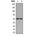 LifeSab™ NPR-C Rabbit pAb (50 µl)
