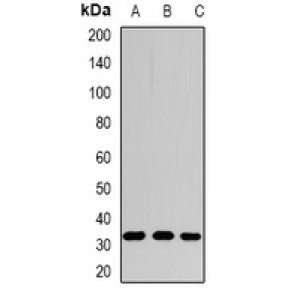 LifeSab™ SPDSY Rabbit pAb (50 µl)