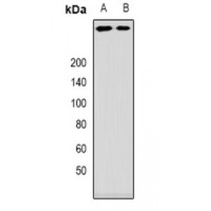 LifeSab™ ANKHD1 Rabbit pAb (50 µl)