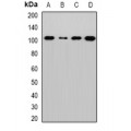 LifeSab™ Sec5 Rabbit pAb (50 µl)