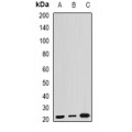 LifeSab™ ARL6 Rabbit pAb (50 µl)