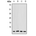 LifeSab™ COX7A2L Rabbit pAb (50 µl)