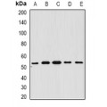 LifeSab™ BAR Rabbit pAb (50 µl)