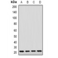 LifeSab™ GrpEL2 Rabbit pAb (50 µl)