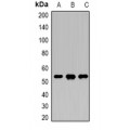 LifeSab™ DDX39B Rabbit pAb (50 µl)