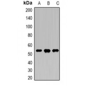 LifeSab™ DDX39B Rabbit pAb (50 µl)