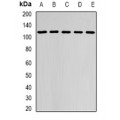 LifeSab™ DHTKD1 Rabbit pAb (50 µl)