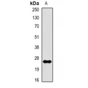 LifeSab™ Rac 1 (pS71) Rabbit pAb (50 µl)
