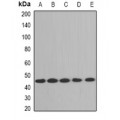 LifeSab™ ACY1 Rabbit pAb (50 µl)