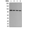LifeSab™ ADAMTS4 Rabbit pAb (50 µl)