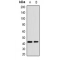 LifeSab™ AMBP Rabbit pAb (50 µl)
