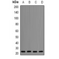 LifeSab™ APOM Rabbit pAb (50 µl)