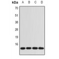 LifeSab™ BDNF Rabbit pAb (50 µl)