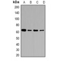 LifeSab™ CD36 Rabbit pAb (50 µl)