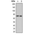 LifeSab™ CEL Rabbit pAb (50 µl)