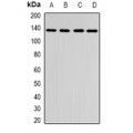 LifeSab™ CENP-C Rabbit pAb (50 µl)