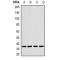 LifeSab™ CLEC12A Rabbit pAb (50 µl)