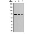 LifeSab™ CLPTM1 Rabbit pAb (50 µl)