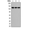 LifeSab™ DDX58 Rabbit pAb (50 µl)