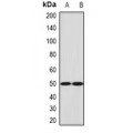 LifeSab™ Ephrin B2 Rabbit pAb (50 µl)