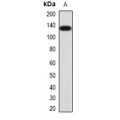 LifeSab™ G9A Rabbit pAb (50 µl)