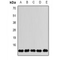LifeSab™ FKBP2 Rabbit pAb (50 µl)
