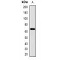 LifeSab™ FMO3 Rabbit pAb (50 µl)