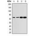LifeSab™ G6PD Rabbit pAb (50 µl)