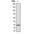 LifeSab™ GNAO1 Rabbit pAb (50 µl)