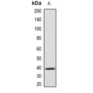 LifeSab™ GNAO1 Rabbit pAb (50 µl)