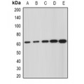LifeSab™ GNS Rabbit pAb (50 µl)