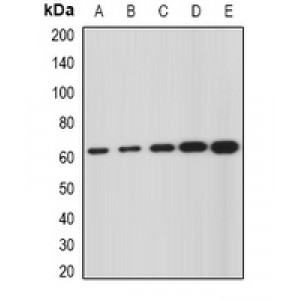 LifeSab™ GNS Rabbit pAb (50 µl)