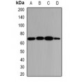 LifeSab™ GPC3 Rabbit pAb (50 µl)