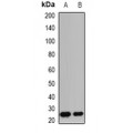 LifeSab™ GZMB Rabbit pAb (50 µl)