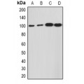 LifeSab™ HCN1 Rabbit pAb (50 µl)