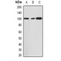 LifeSab™ HDAC9 Rabbit pAb (50 µl)