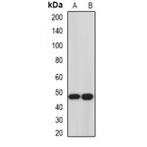 LifeSab™ HJV Rabbit pAb (50 µl)