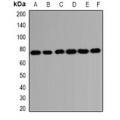LifeSab™ HSPA2 Rabbit pAb (50 µl)