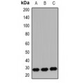 LifeSab™ IGF2 Rabbit pAb (50 µl)