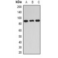 LifeSab™ IKBKE Rabbit pAb (50 µl)