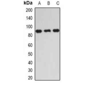 LifeSab™ IKBKE Rabbit pAb (50 µl)