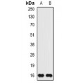 LifeSab™ ISG15 Rabbit pAb (50 µl)