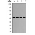 LifeSab™ Kv9.3 Rabbit pAb (50 µl)