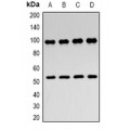 LifeSab™ ZASP Rabbit pAb (50 µl)