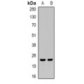 LifeSab™ MD-2 Rabbit pAb (50 µl)
